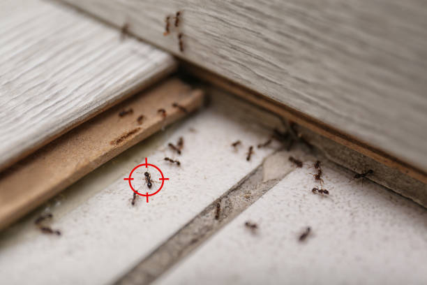 Best Mosquito Control Services  in Ham Lake, MN